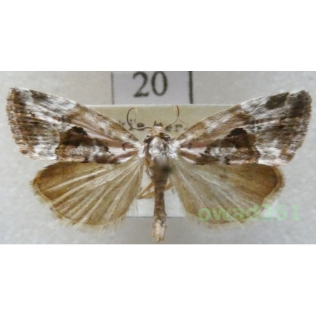 Elaphria venustula (Hübner, 1790) Slovakia20